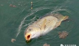 鲤鱼养殖爆料视频播放,爆款视频背后的养殖奥秘